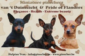 voor-pinscherclub