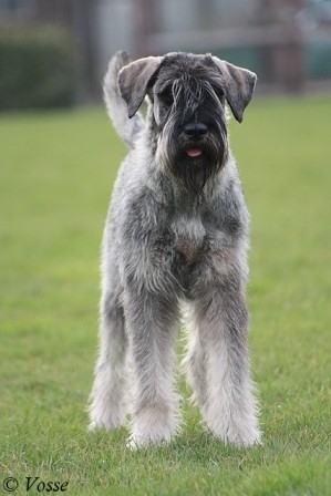 Riesenschnauzer Zwart