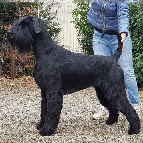 Riesenschnauzer Zwart