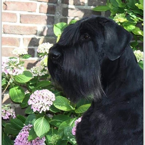 Riesenschnauzer Zwart