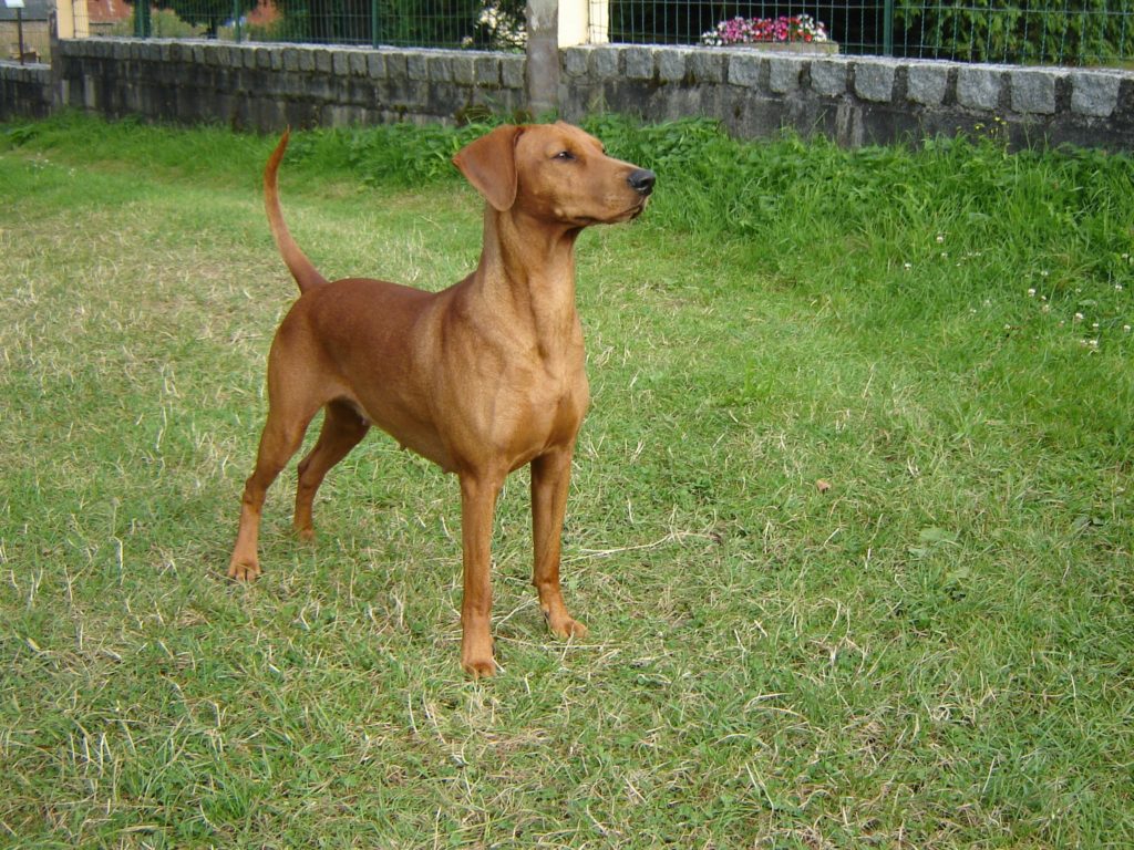 Pinscher Allemand Unicolre