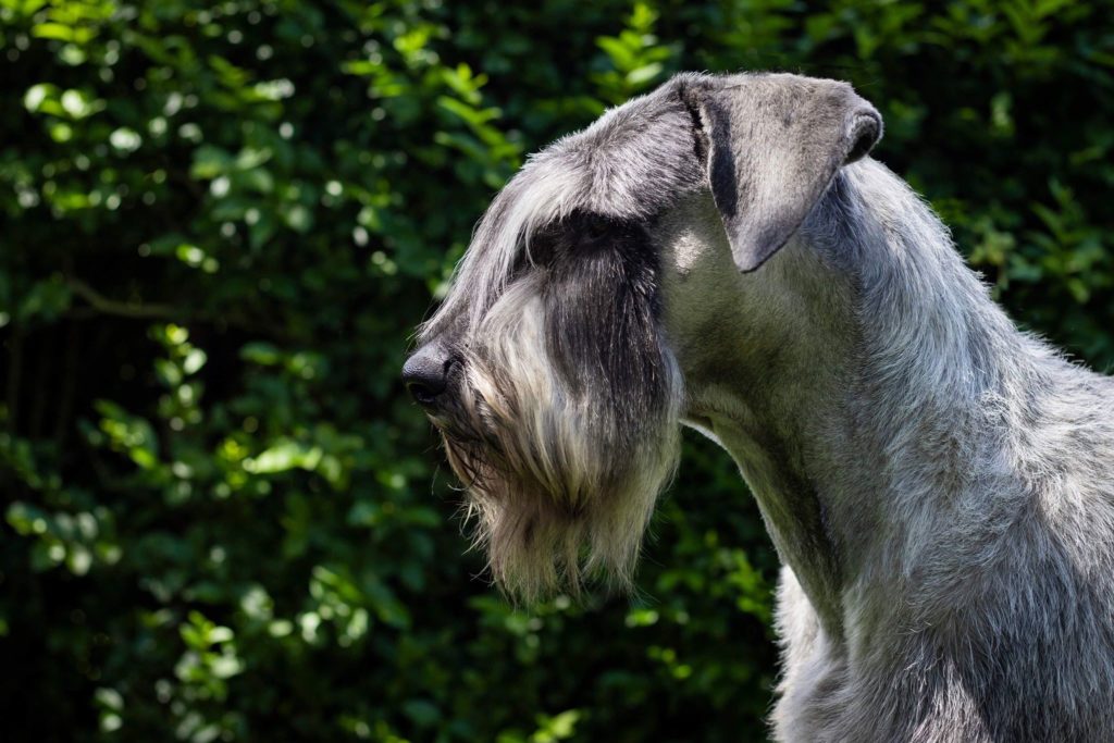 Schnauzer Géant Poivre et Sel